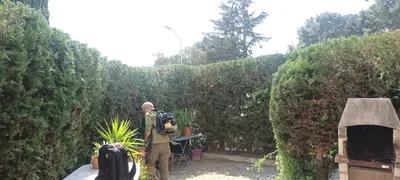 Taille de haie dans le 9ème. 