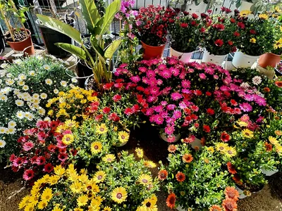 Plantes vertes et plantes fleuries