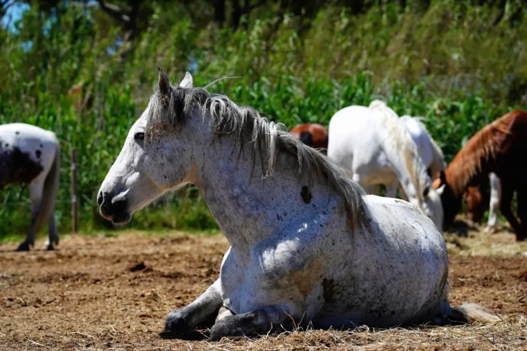 Pension chevaux à l’année ou provisoire en Camargue avec cours particuliers et soins personnalisés