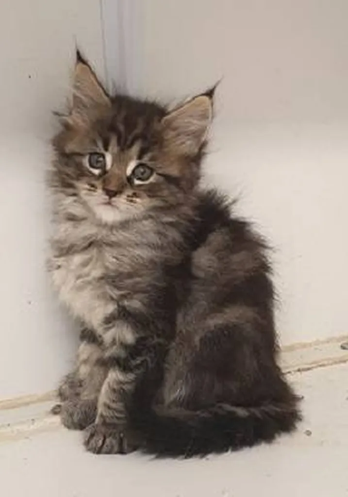 Chaton Maine Coon de l'élevage du palais des papes dans le Vaucluse 