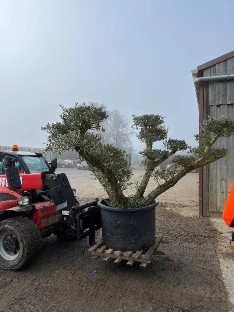 Artisan paysagiste pour la plantation d'un olivier pour un aménagement de jardin sur le secteur d'Yport 76
