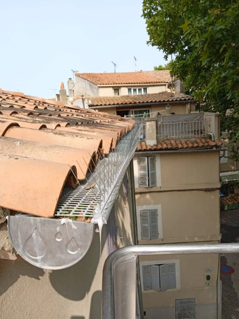 pic pigeon gouttière