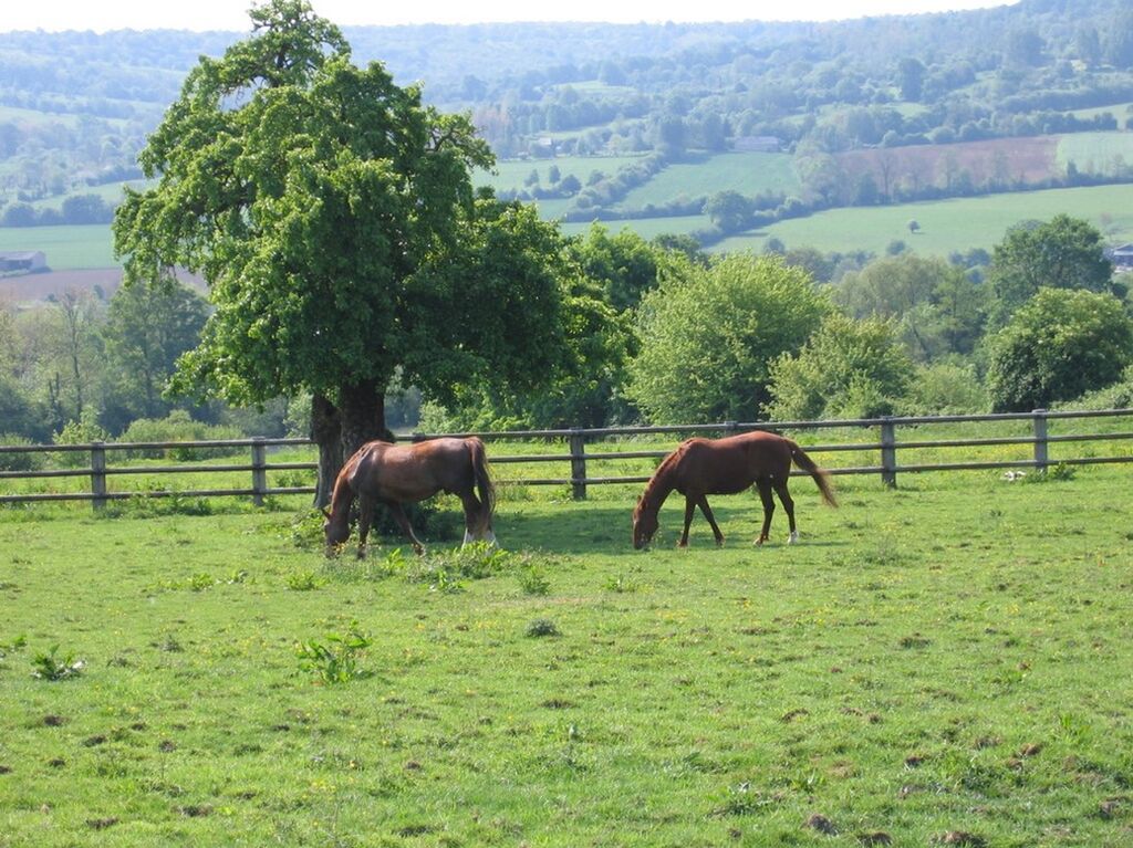 Acquérir authentique demeure augeronne proche des commerces de Pont-l’Évêque 14130