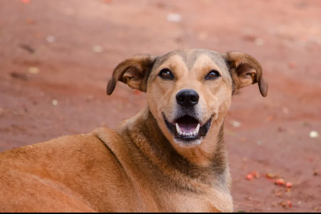 Donner une seconde chance à un chien qui a connu la peur, c’est semer un peu d’humanité.
