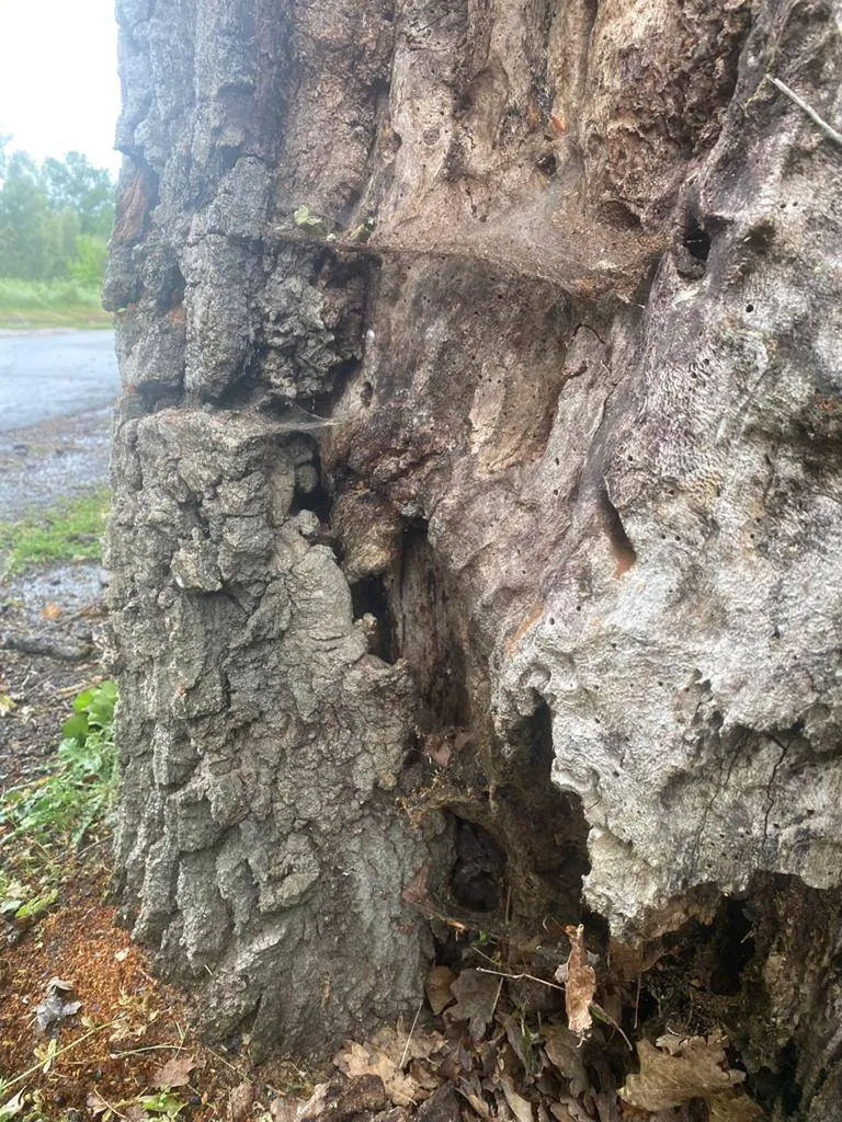 Demande de devis pour l'analyse des arbres bordeaux
