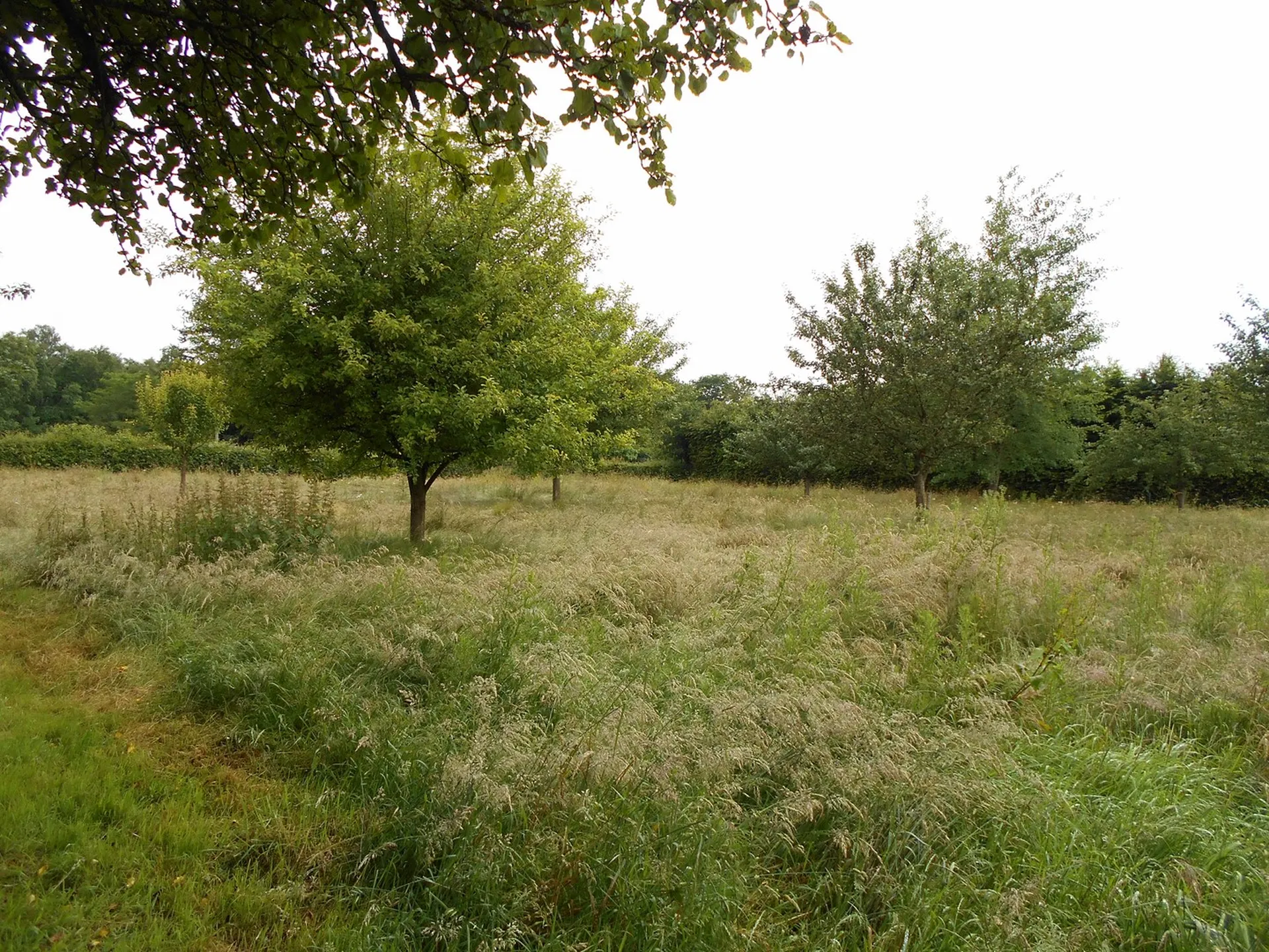 MAISON A VENDRE AVEC TERRAIN OU HERBAGE POUR ANIMAUX, LISIEUX 14100