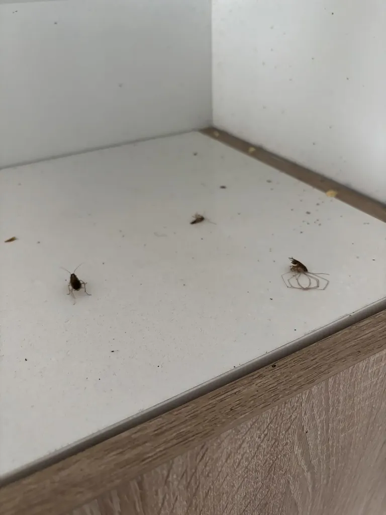 Prix pour le traitement des blattes à Lyon et Villefranche-sur-Saône