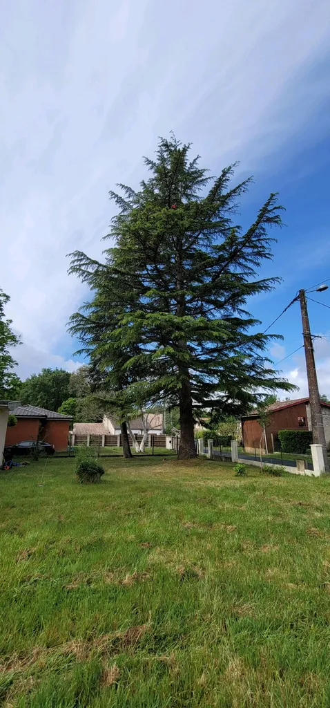 Abattage d'un arbre (cèdre) avec un élagueur professionnel a  Lacanau océan