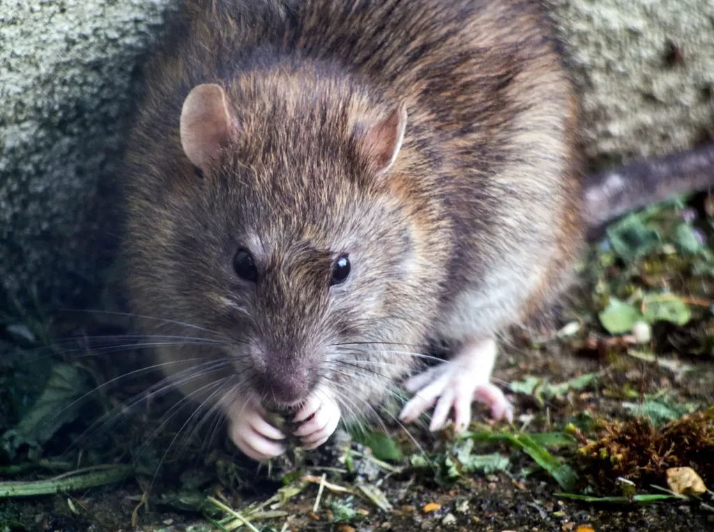 Quand une élue donne sa langue au rat