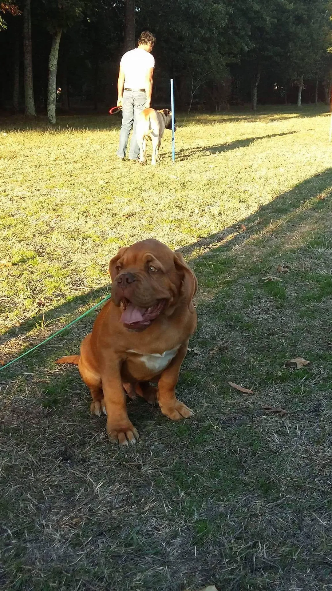 Dog de bordeaux Biganos