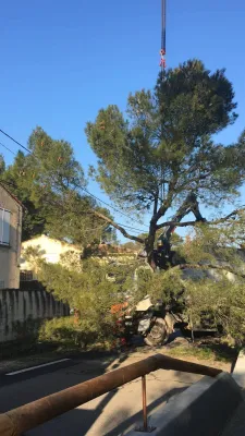 Abattage d'un arbre avec un camion grue à Vedène (Vaucluse) :  sécurité et expertise assurées