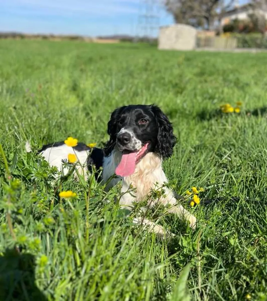Chien renifleur de punaise de lit des équipes de Canem Detect