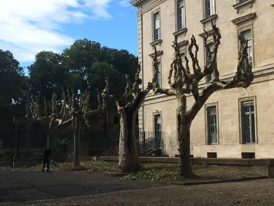 Professionnels pour élaguer des platanes dans le Vaucluse