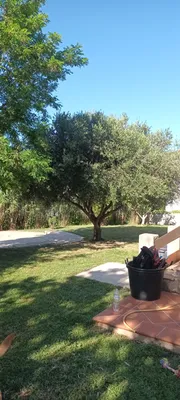 Taille d oliviers à Vaufreges 9ème à Marseille. 
