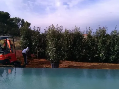 amenagement de jardin autour d'une piscine Velaux 13880
