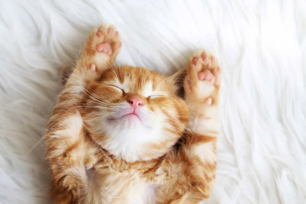 L'ALIMENTATION DU CHAT : COMMENT BIEN LE NOURRIR ?