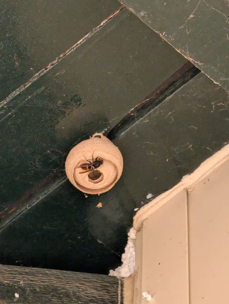 Destruction de nid de frelons asiatiques à Oingt 69620 sous une toiture d'entrée principale pour sécuriser l'accès des résidents