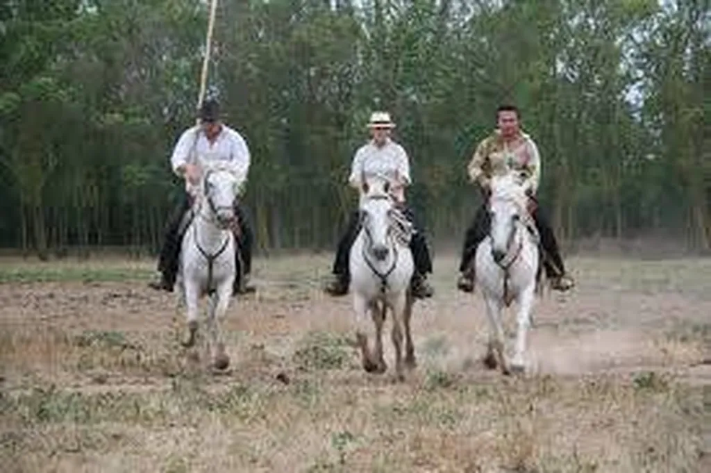 manade proche de la plage cap d'agde