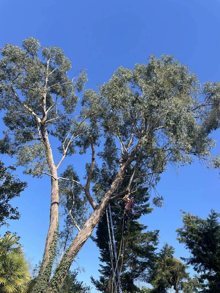 Haubanage eucalyptus Bordeaux 