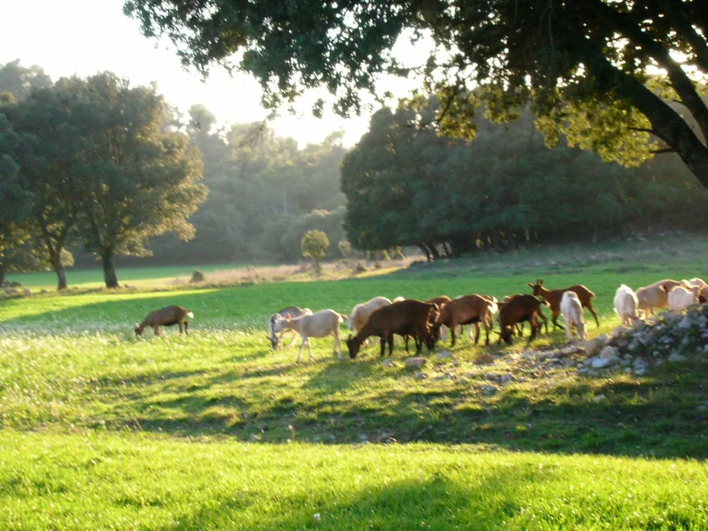 RANDONNÉE QUAD AU PIED DE LA SAINTE BAUME AVEC VISITE DE BERGERIE AVEC PASSAGERS