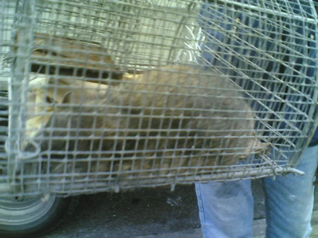 capture de rats et souris à Vauvenargues 13126