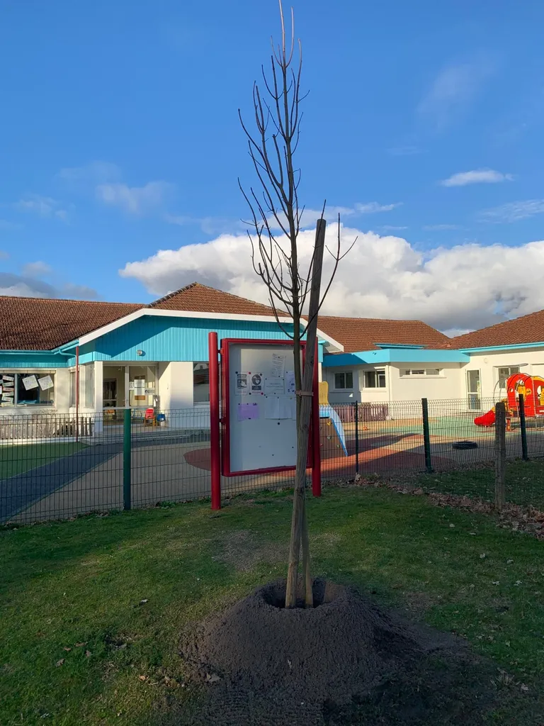 Plantation d'arbres d'ornement pour la Ville d'Ychoux