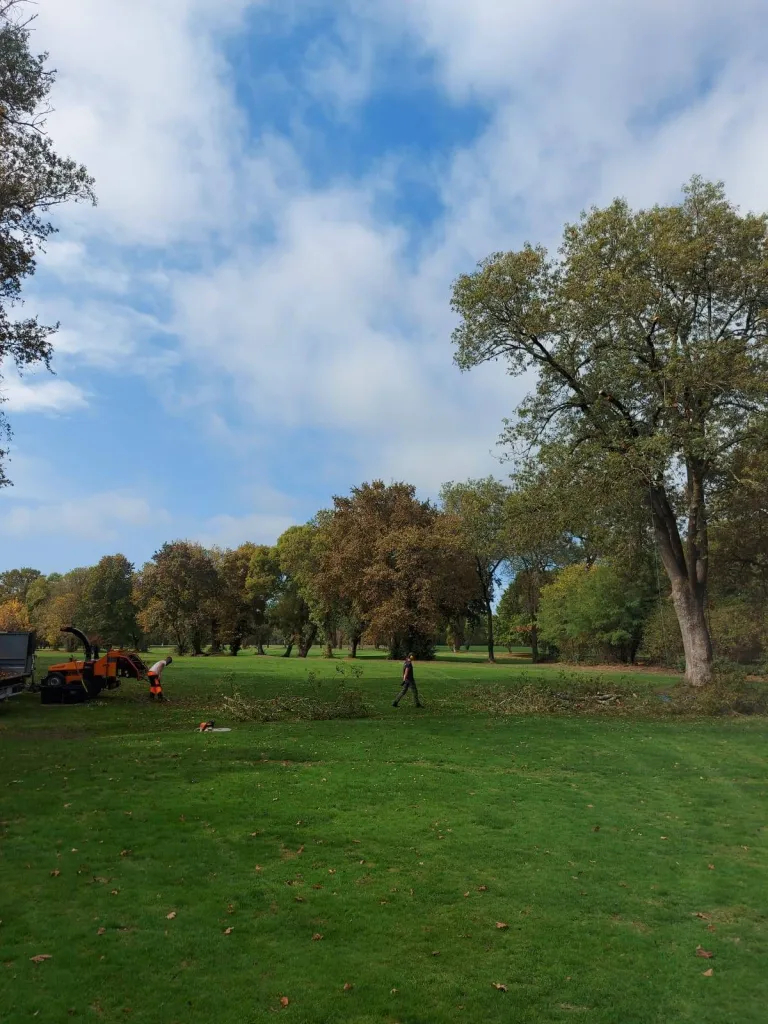 Elagage de chênes à Bordeaux
