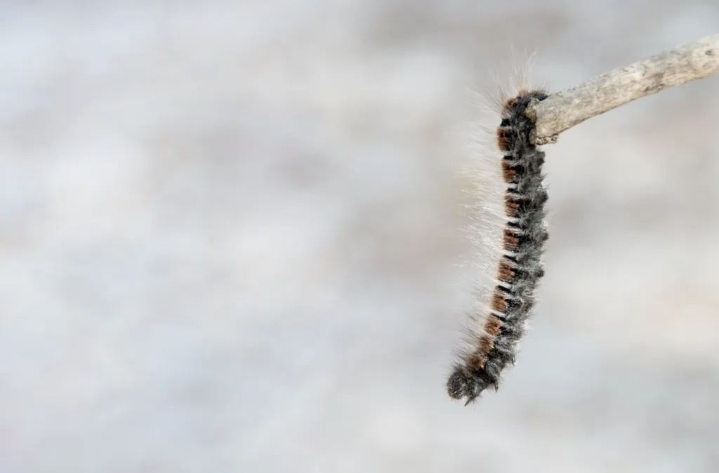 Traitement écologique pour chenilles processionnaires respectueux de l’environnement à Toulouse