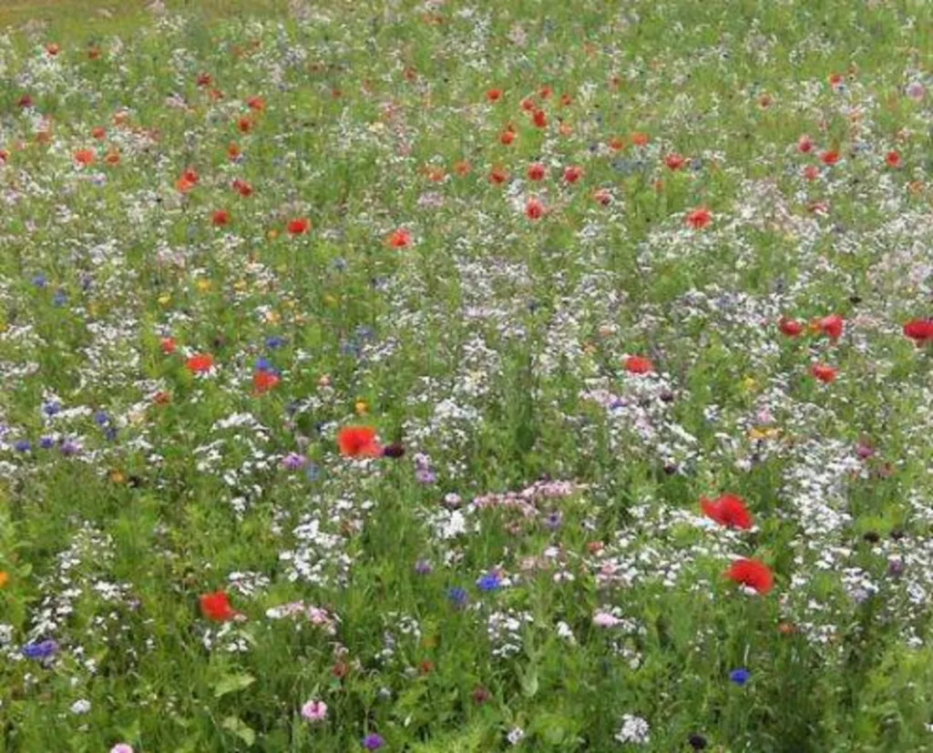 Aménagement d'une prairie en jachère fleurie à Touques dans le 14