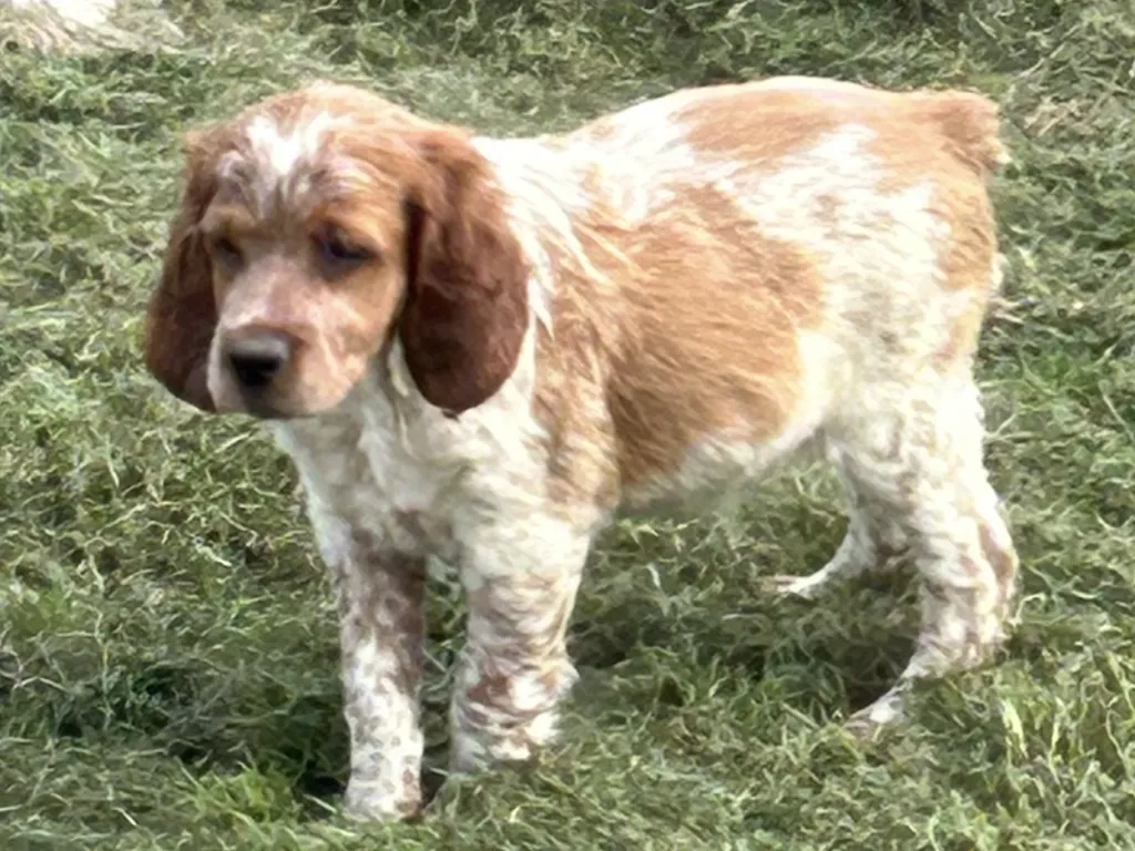 Achat de chien et Chiot Epagneul breton male ou femelle Avignon Vaucluse 84 Paca