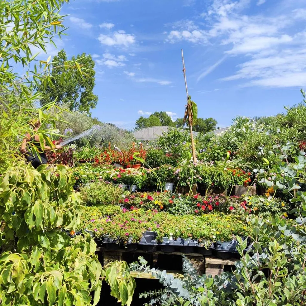 Quoi Planter au Mois d'août en Provence: Guide Complet pour un Jardin Prospère en Provence