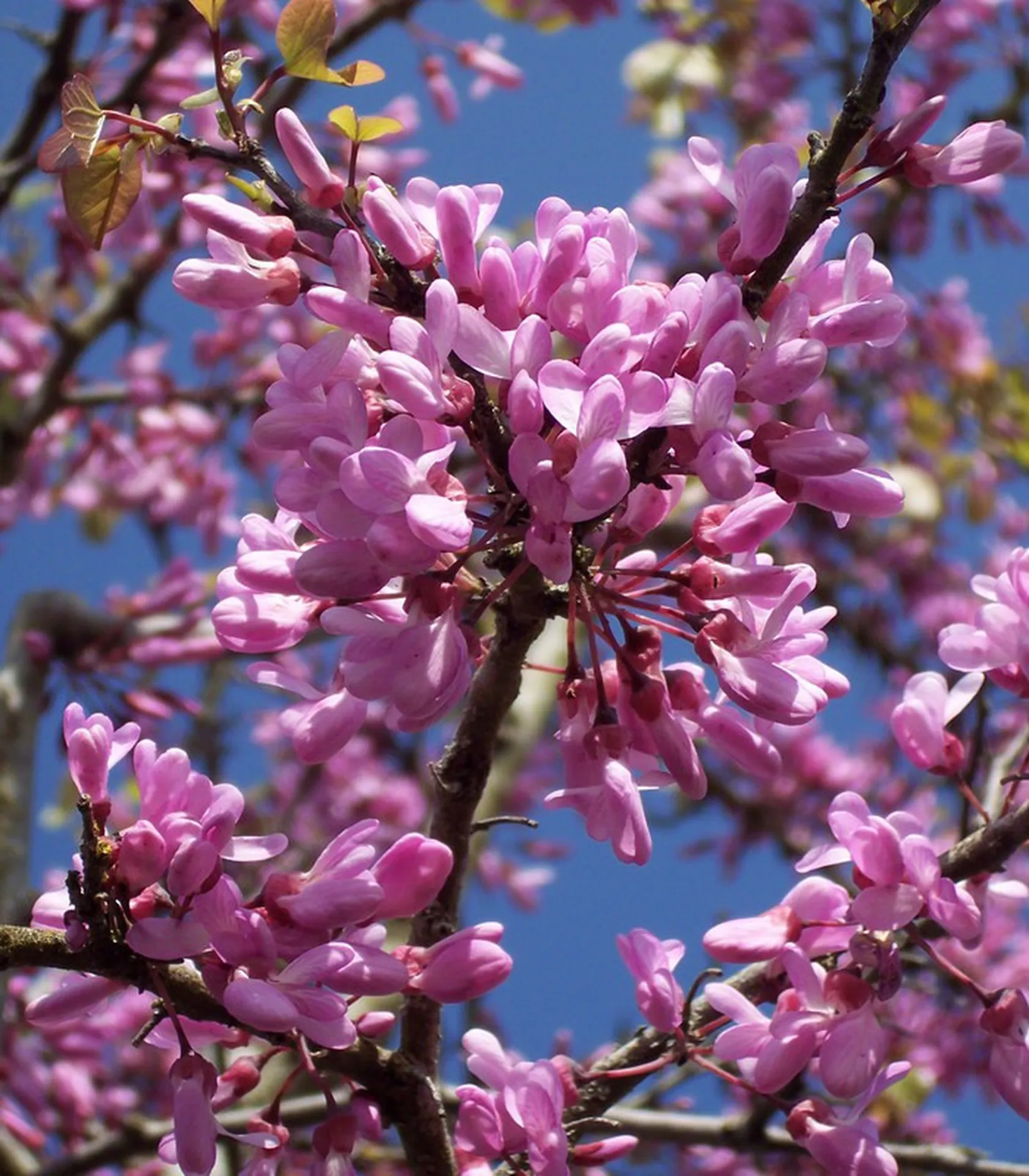 LA JARDINERIE D'ANTOINE À LA TESTE DE BUCH EN PLEINE EFFERVESCENCE : PREMIÈRES FLEURS ET PLANTES DE SAISON