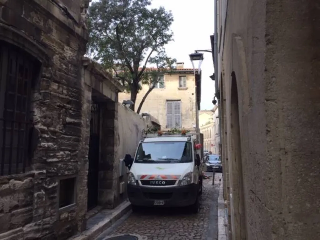 Taille d'un troene à Avignon (Vaucluse), pour un arbre au port harmonieux