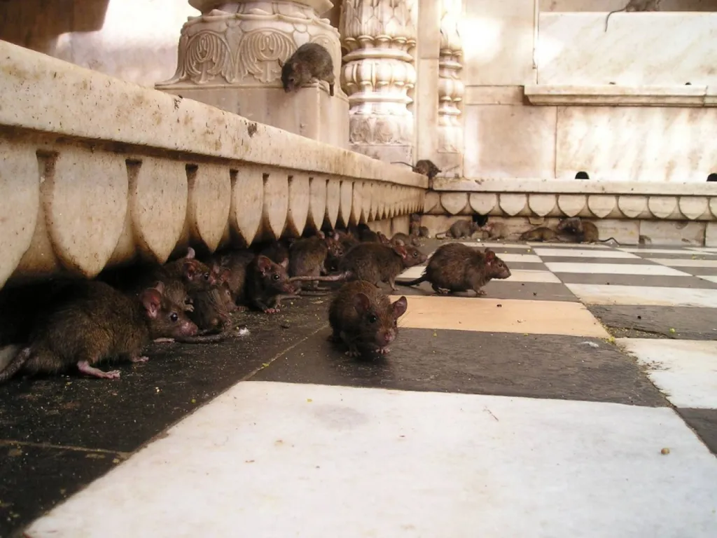 Rat Nouvelle-Orléans