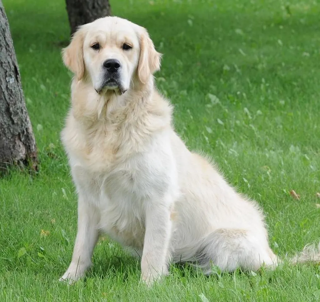 GOLDEN RETRIEVER CHIOTS MALES ET FEMELLES INSCRITS AU LOF DANS LE VAUCLUSE REGION PACA