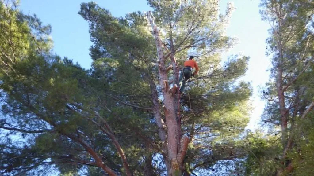 Abattage d'un gros Pin dangereux