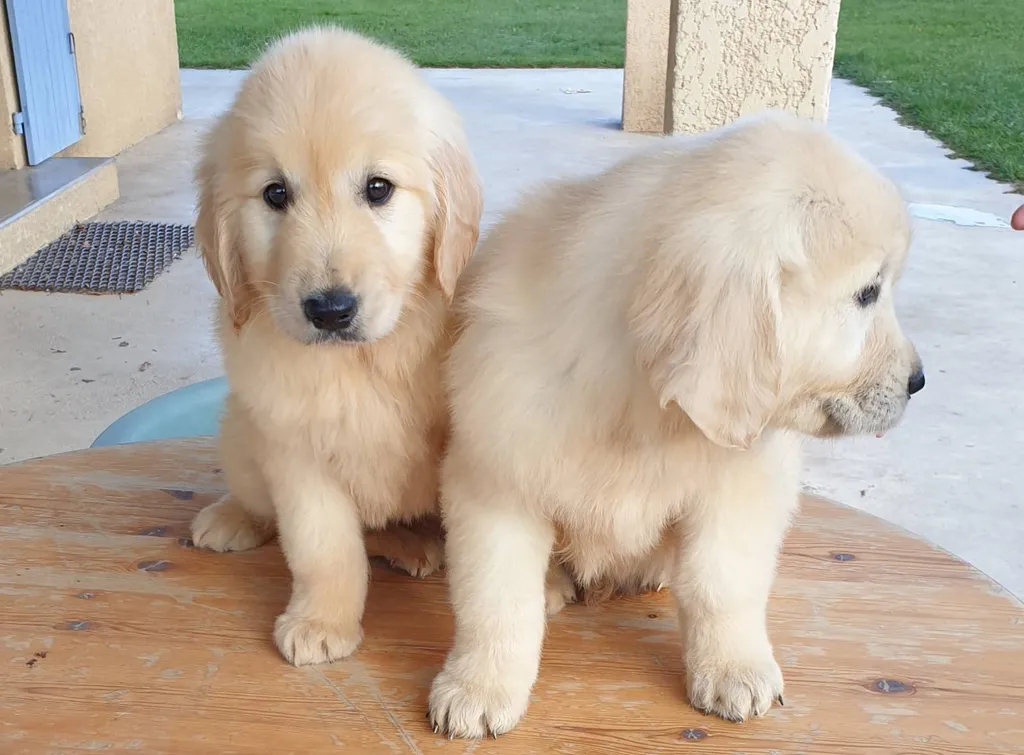 CHIOT GOLDEN