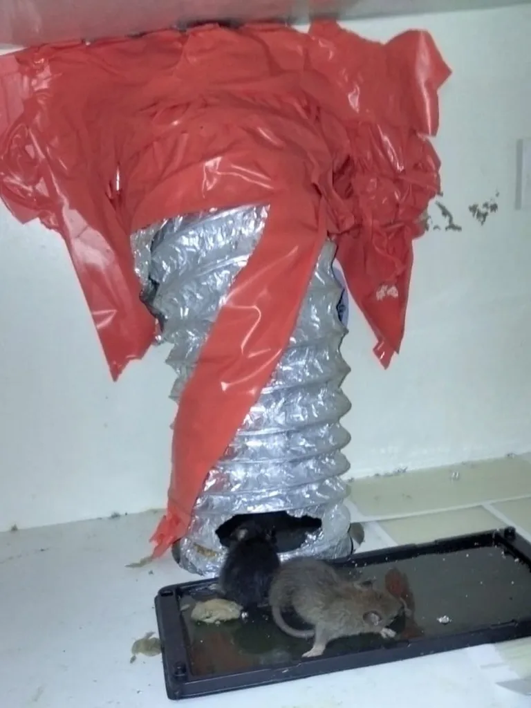 infestation de rat dans la hotte d’une cuisine dans un appartement à Marignane ( Bouches du Rhones)