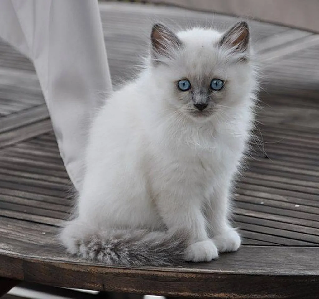 Chatons Sacrés de Birmanie de l'élevage du palais des papes