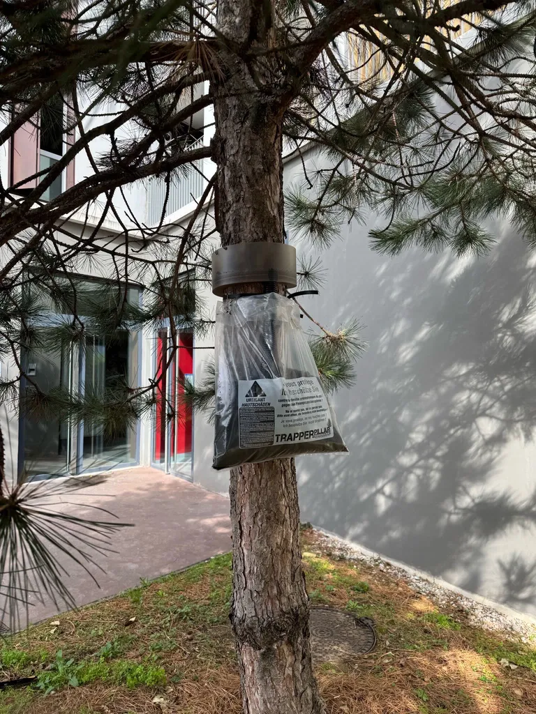 Lutte contre les chenilles processionnaires à Bron 69500