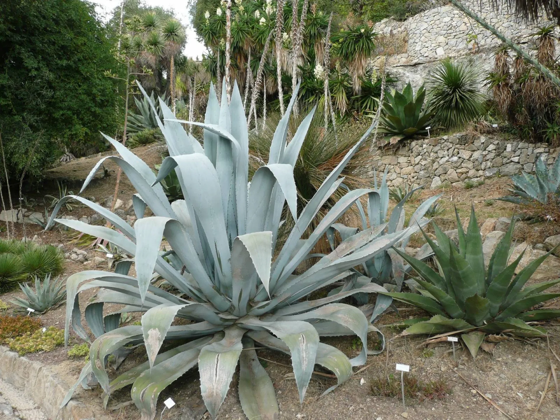 Création d'un jardin sec méditerranéen dans le Lubéron