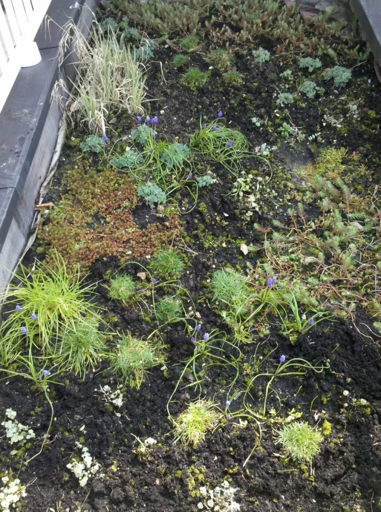 Toiture Terrasse à Caudebec 76