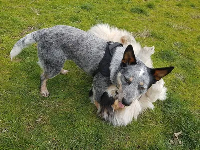 Forfait d'Education Comportemental pour chien proche du barp en gironde