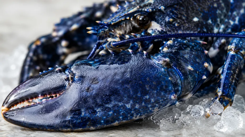 Homard bleu de Bretagne : un crustacé d’exception pour composer un plateau de fruits de mer plus raffiné