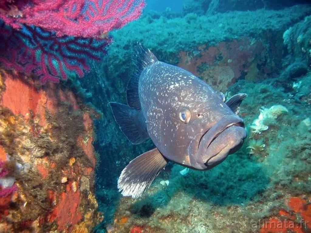 amazing fishes in Porquerolles