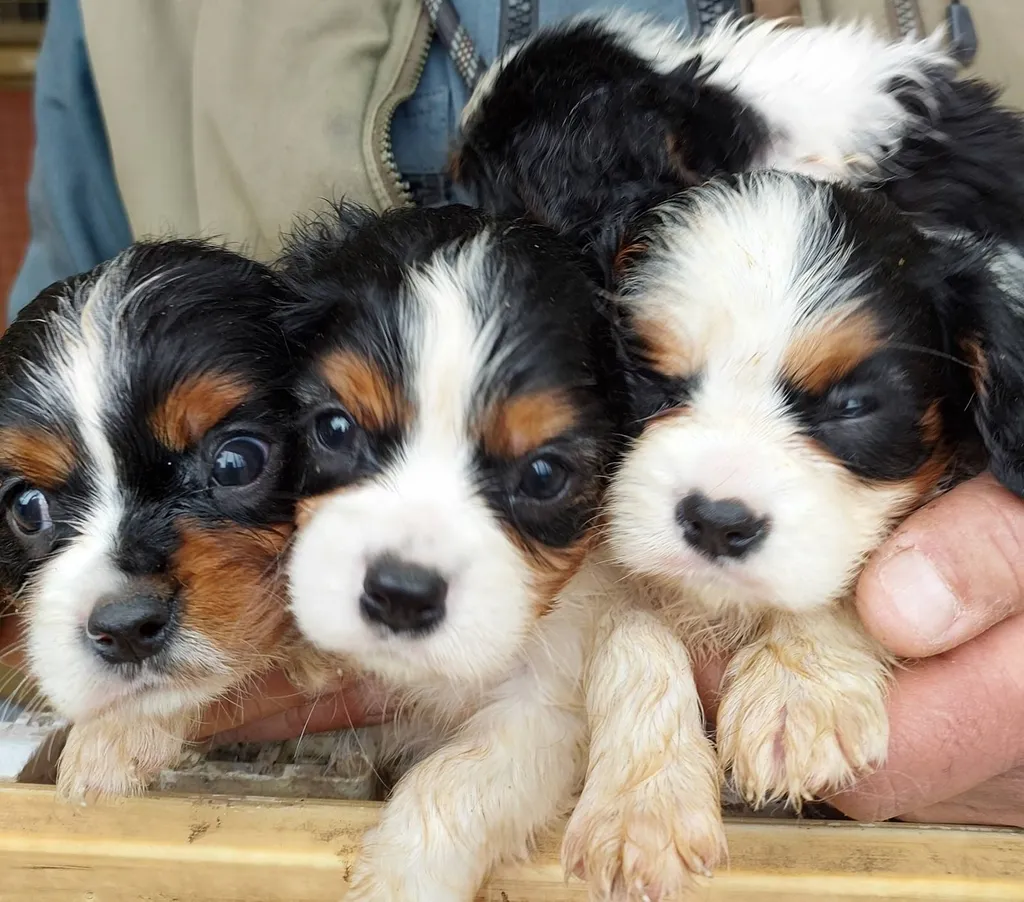 CHIOTS CAVALIER KING CHARLES LOF AVIGNON