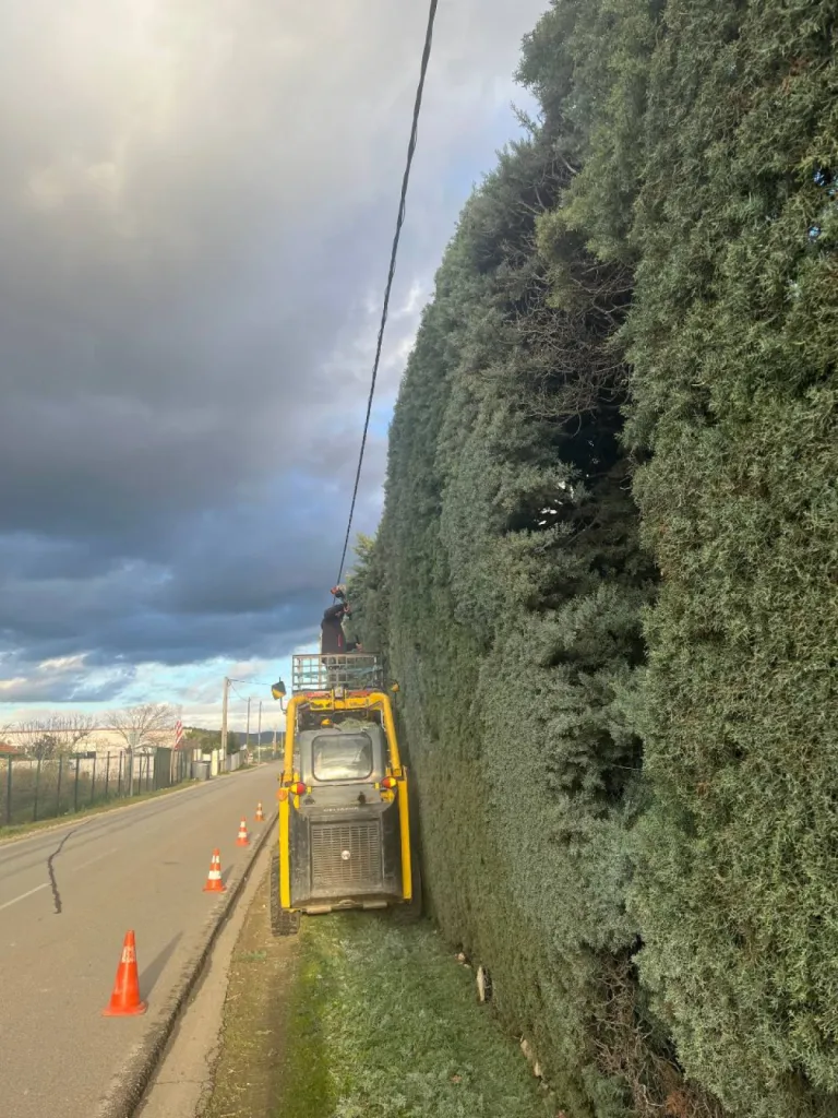 Chantiers de taille de chenes vert et blancs et de cypres Eguilles
