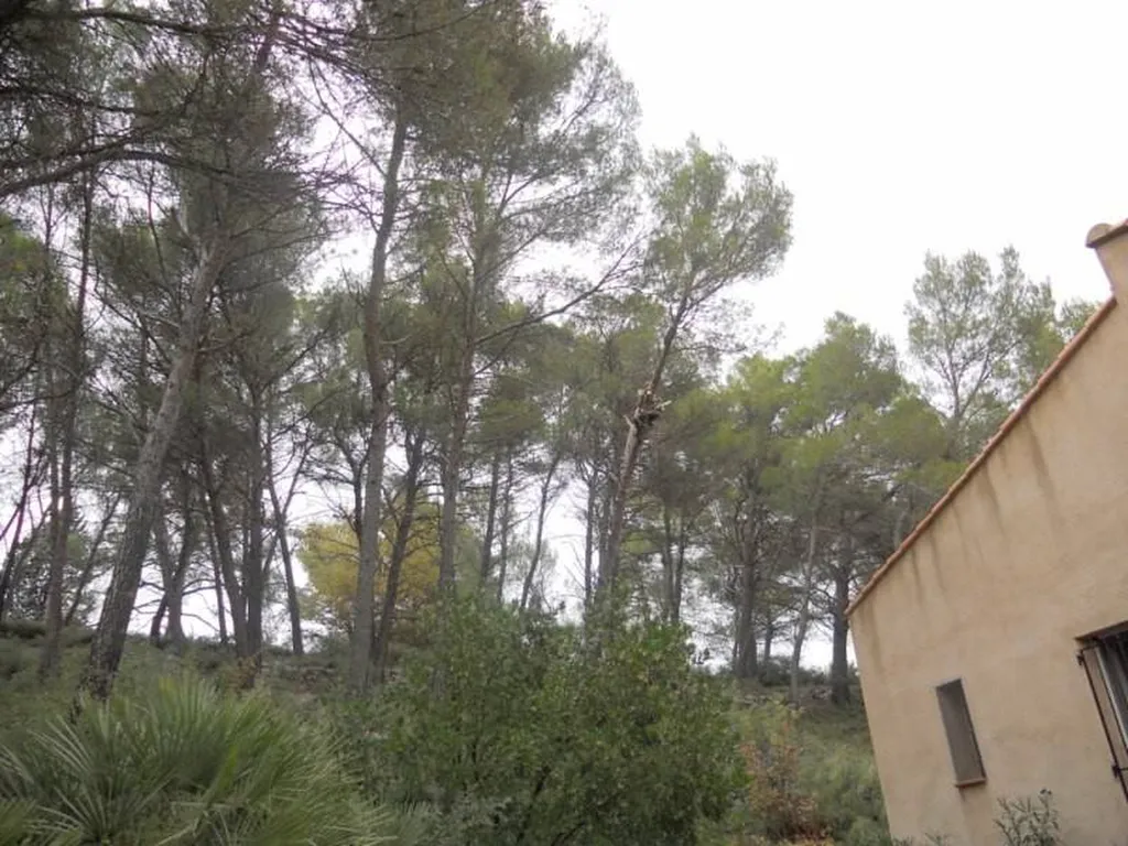 Abattage d'un Pin d'Alep sur le secteur de Fuveau.