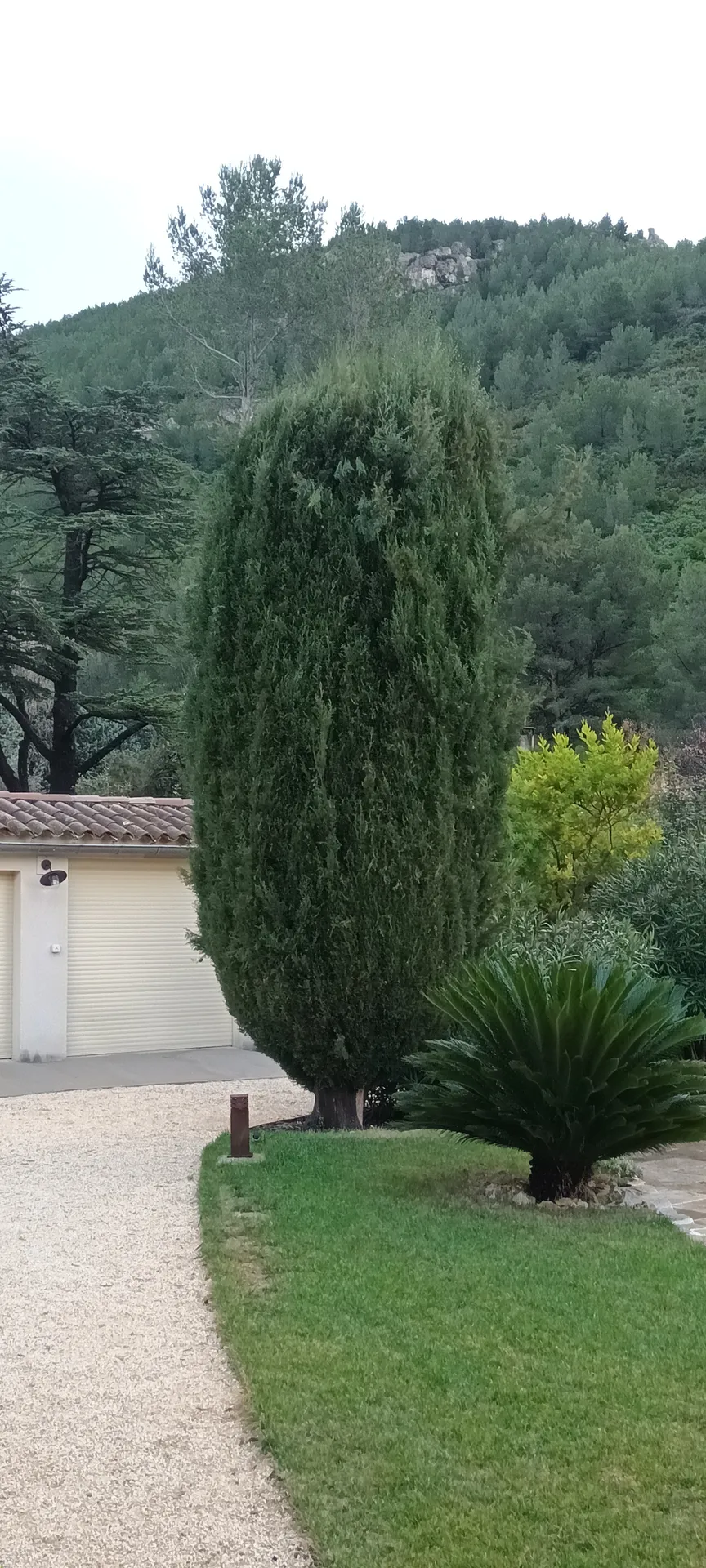 Taille d'un jardin à vaufreges 9ème à Marseille. 