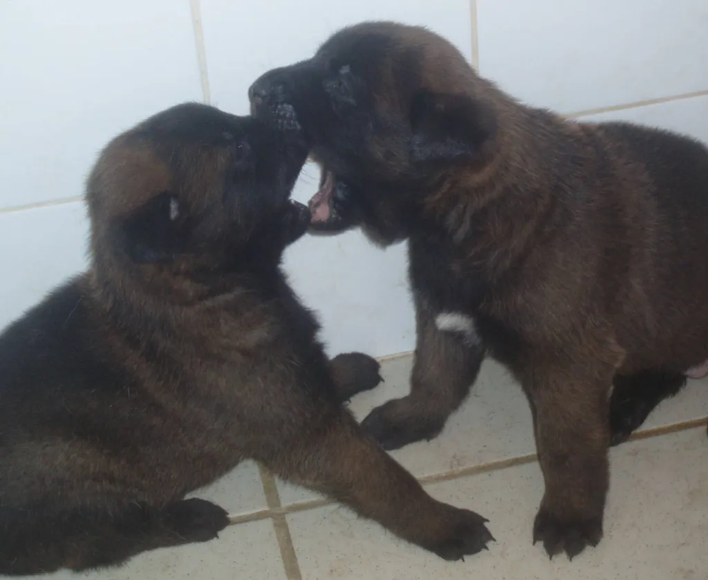 Achat de chiens de race BERGER BELGE MALINOIS en région PACA